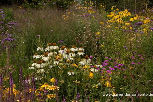 Garten-Scheinsonnenhut 'Alba'