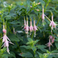 Fuchsie
