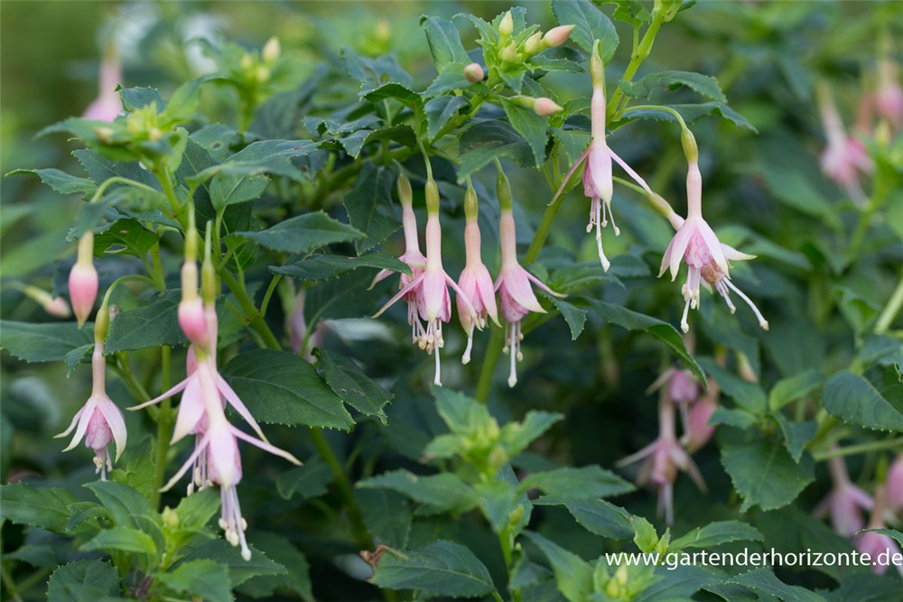 Fuchsie
