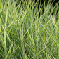 Garten-Chinaschilf