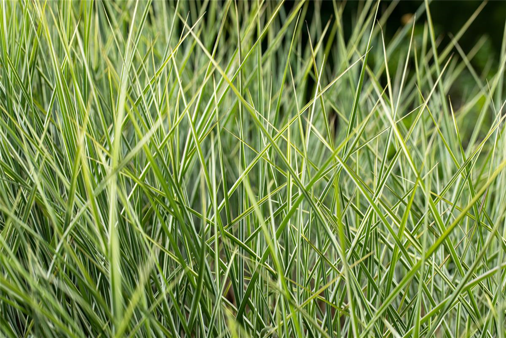 Garten-Chinaschilf