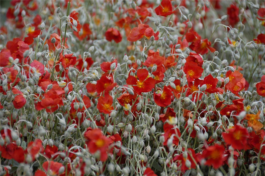 Garten-Sonnenröschen 'Henfield Brilliant'