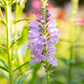Gelenkblume