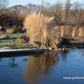 Garten-Ruten-Hirse 'Cloud Nine'