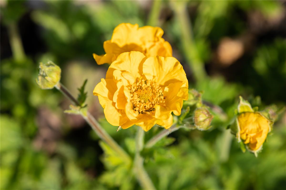 Chilenische Nelkenwurz