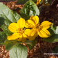Chrysogonum virginianum 'Andre Viette'