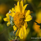 Garten-Stauden-Sonnenblume 'Meteor'