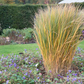 Garten-Ruten-Hirse 'Northwind'
