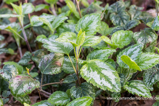 Lamiastrum galeobdolon 'Florentinum'