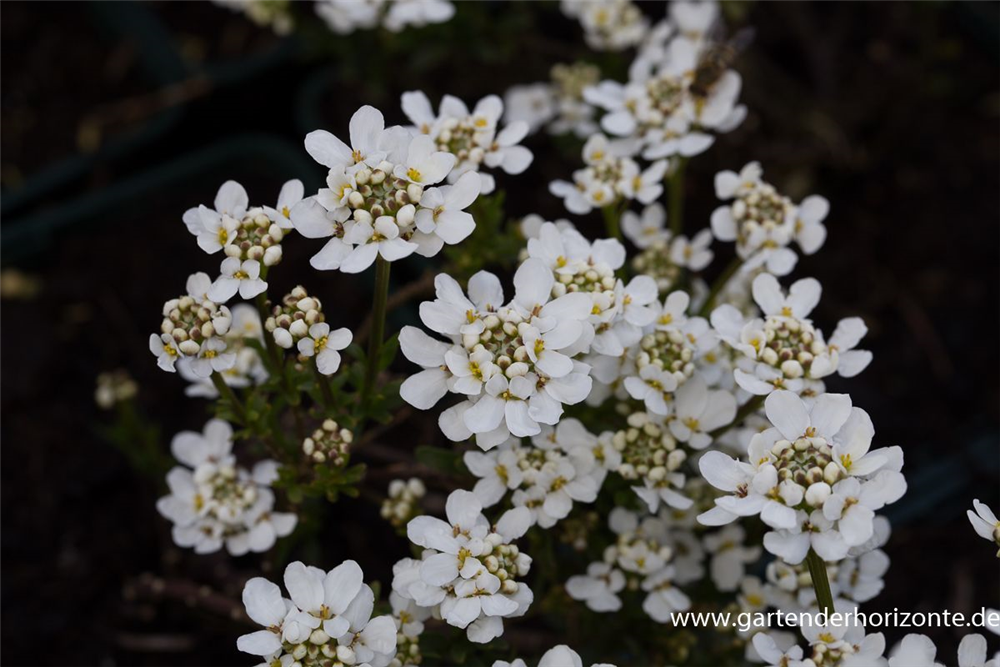 Iberis sempervirens 'Fischbeck'
