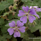 Garten-Storchschnabel 'Philippe Vapelle'