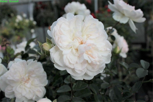 Bodendeckerrose 'Swany'®