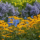 Leuchtender Garten-Sonnenhut 'Goldsturm'