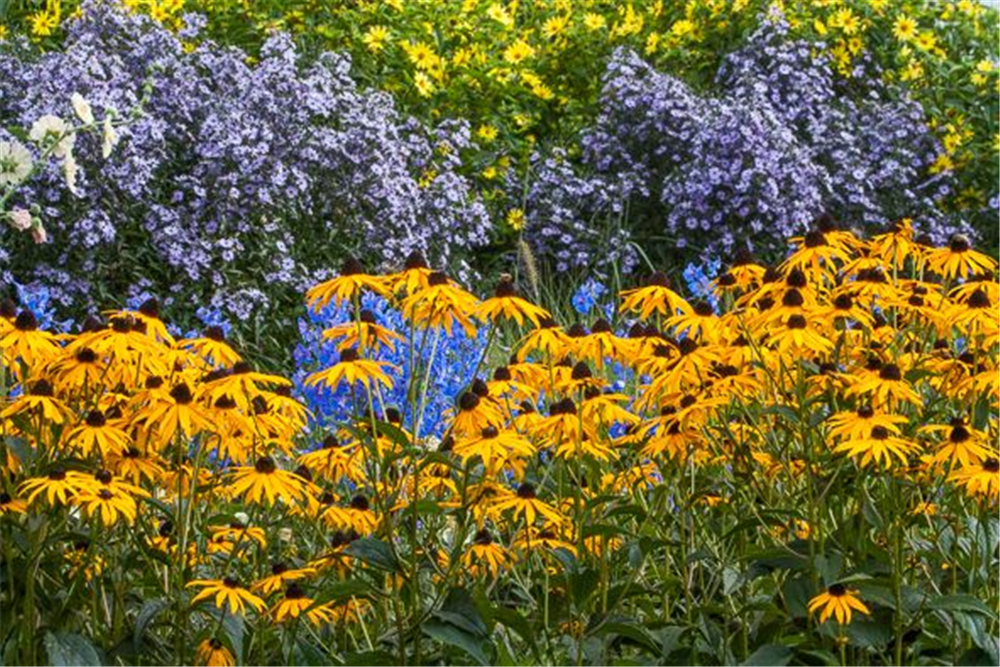 Leuchtender Garten-Sonnenhut 'Goldsturm'