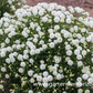 Garten-Bertrams-Garbe 'Diadem'
