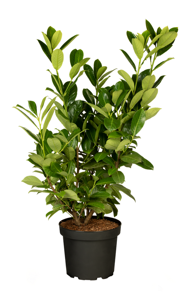 Lorbeerkirsche 'Rotundifolia'