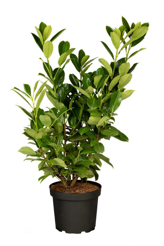 Lorbeerkirsche 'Rotundifolia'