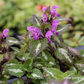 Lamium maculatum 'Chequers'