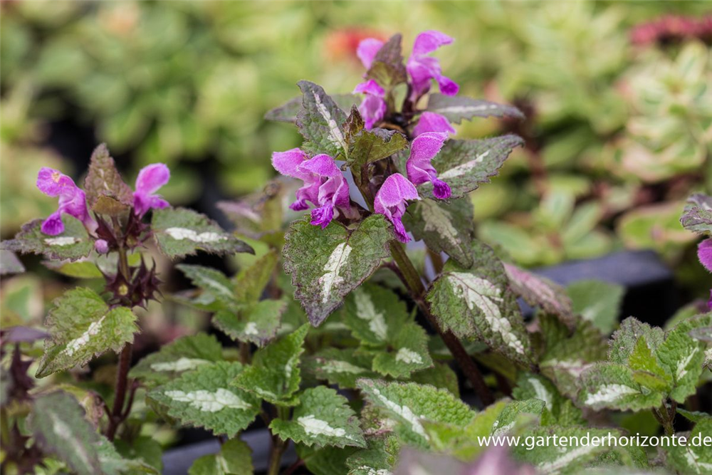 Lamium maculatum 'Chequers'