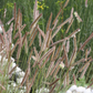 Bouteloua gracilis