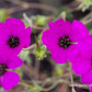 Geranium cinereum subcaulesc.'Giuseppii'