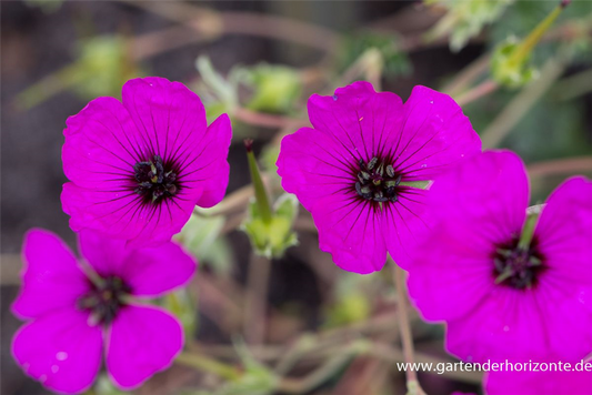 Geranium cinereum subcaulesc.'Giuseppii'