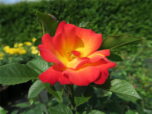 Rose 'Summer of Love'®