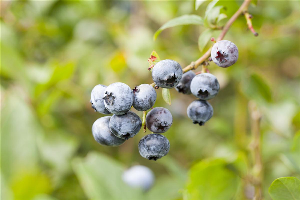 Heidelbeere 'Hortblue Petite'®