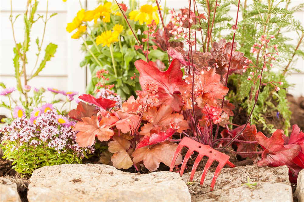 Rotlaubige Purpurglöckchen