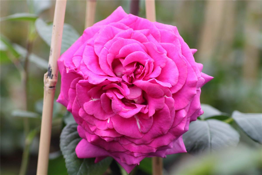 Edelrose 'Chartreuse de Parme'®