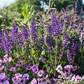 Garten-Blüten-Salbei 'Mainacht'