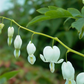 Hohe Garten-Herzblume 'Alba'