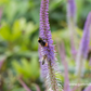 Garten-Kandelaberehrenpreis 'Fascination'