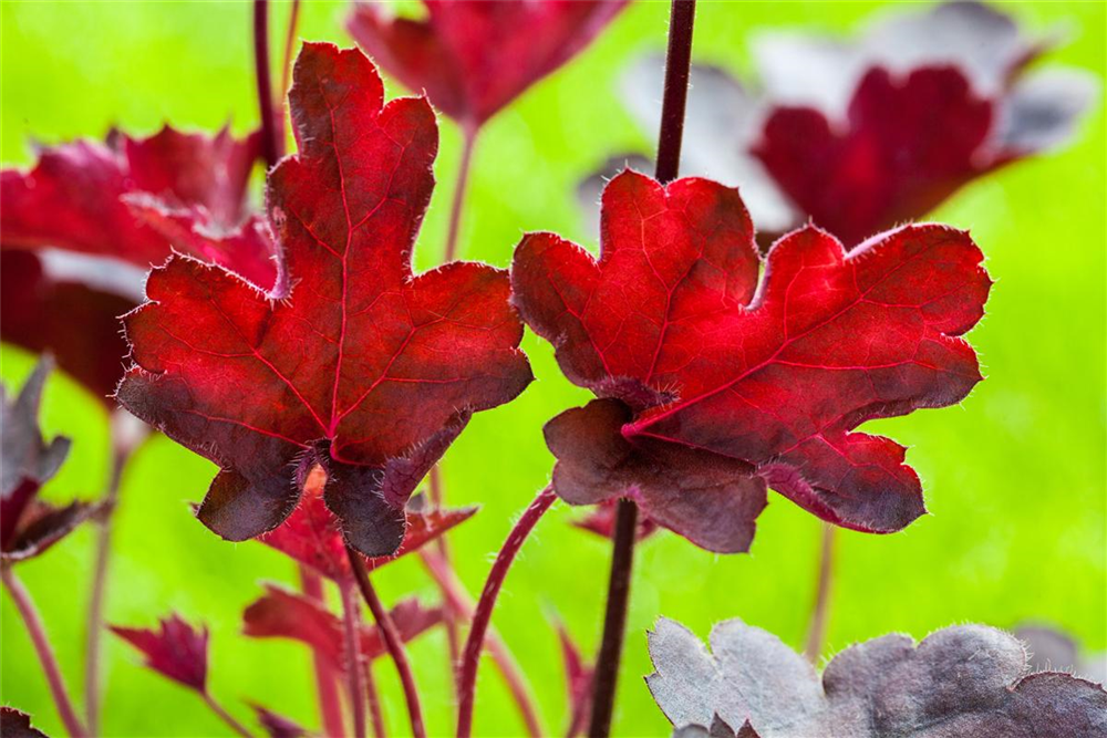 Purpurglöckchen 'Royal Ruby'