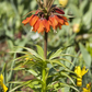 Kaiserkrone 'Rubra' - Blumenzwiebel
