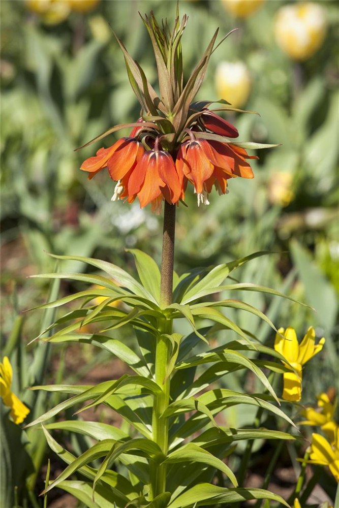 Kaiserkrone 'Rubra' - Blumenzwiebel