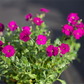 Aubrieta x cult.'Regado Red'