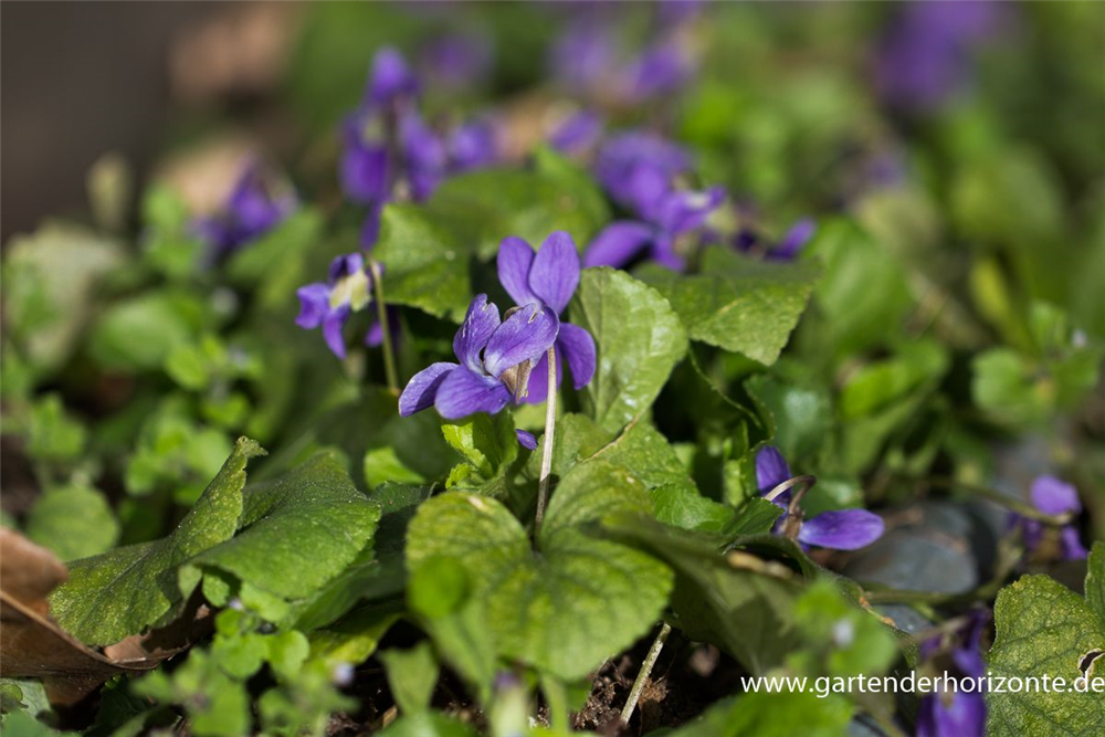 Garten-Duft-Veilchen 'Königin Charlotte'