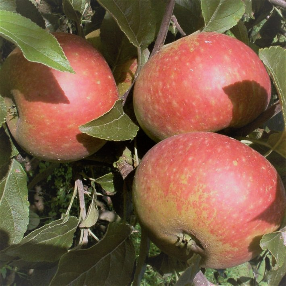Apfel 'Ingrid Marie'