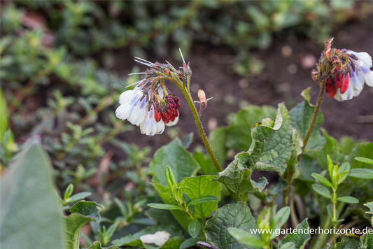 Garten-Beinwell 'Hidcote Blue'