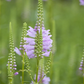 Gelenkblume