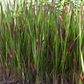 Imperata cylindrica var.koenig.'Red Baron'