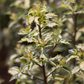 Stechpalme 'White Cream'