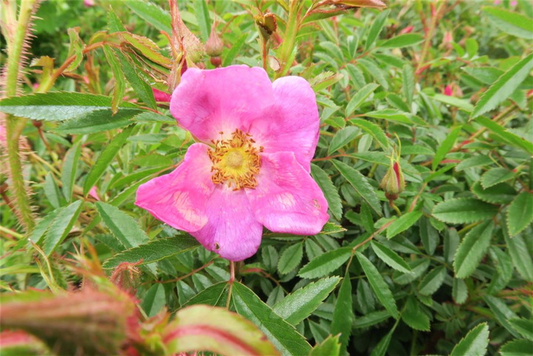 Glanzblättrige Rose