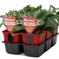 Hummi ® Meraldo, 6er Set