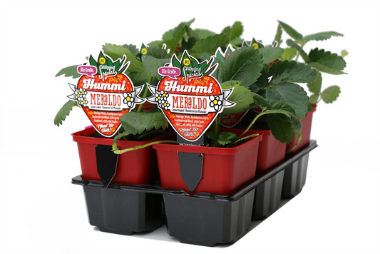 Hummi ® Meraldo, 6er Set