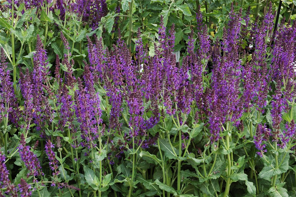 Garten-Blüten-Salbei 'Mainacht'