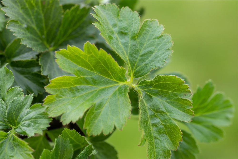 Dreiblättrige Waldsteinie