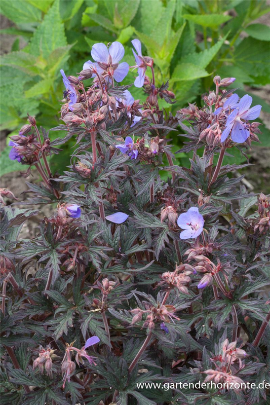 Geranium pratense 'Hocus Pocus'