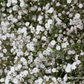 Gypsophila repens 'Compacta Plena'